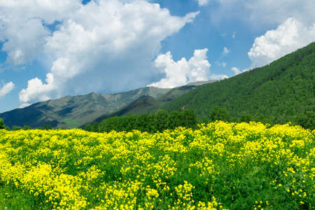 Flower meadows at the foot of the Altai Mountainsの写真素材