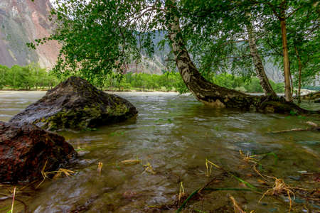 Muddy mountain river from rastaennogo snow flowing from the glacier peaks of the Altai Mountainsの写真素材