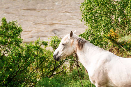 A horse grazing in a meadow in Altai mountain valley near the riverの写真素材