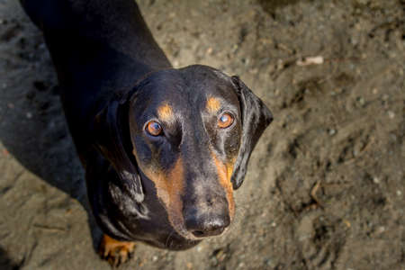 Dachshund looking to host a gentle and devoted lookの写真素材