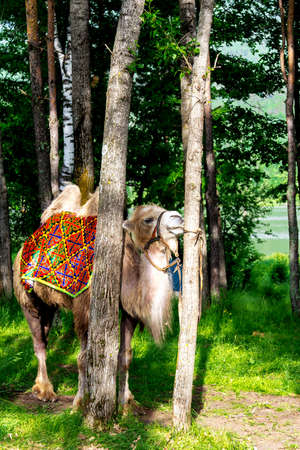 Portrait of Altai Bactrian camel in the forest on a background of mountainsの写真素材