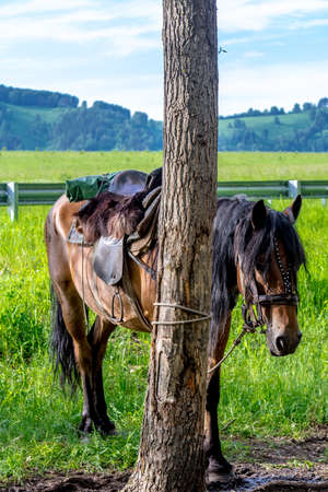 A horse grazing in a meadow in Altai mountain valley near the riverの写真素材