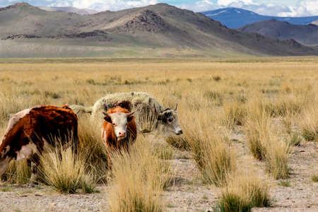 Pets are grazing in the vast open spaces of the Altaiの写真素材
