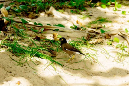 Birds are hiding in the grass from the burning sunの写真素材