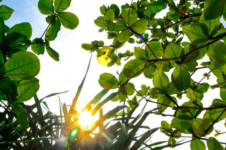Parachutist on background of golden sunset skyの写真素材