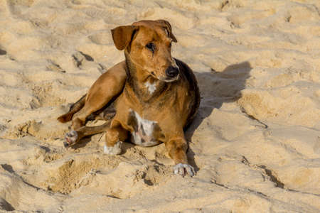 Dog lying on the sand on the beach of Karon in Phuket Thailandの写真素材