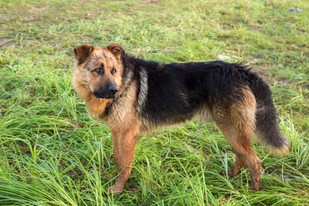 Dog on the river bankの写真素材