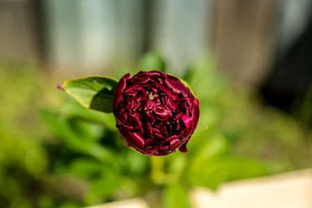 Bright decorative flowerの写真素材