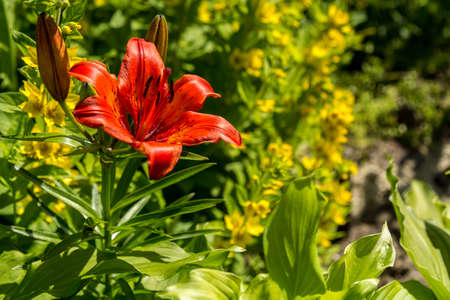 Beautiful flower on a green background with a blurry backgroundの写真素材