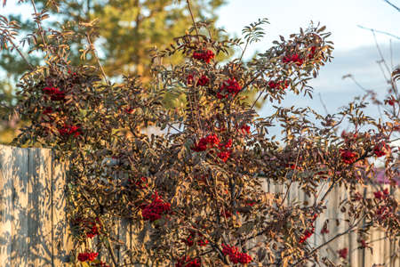 Bush of ripe rowan