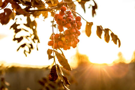 Bush of ripe rowanの写真素材