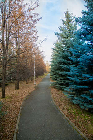 Blue fir trees along an asphalt road in the parkの写真素材