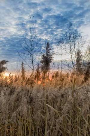 Sunset over the fieldの写真素材