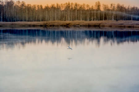Seagull flying above the lake at sunset of autumn dayの写真素材
