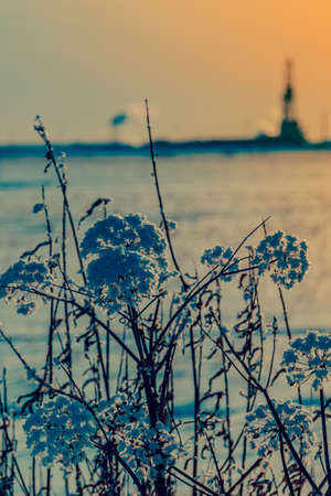 Dried field flowers covered with hoarfrost on the background of a derrickの写真素材