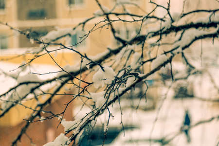 The April furry snow fell and decorated the trees with a white veilの写真素材
