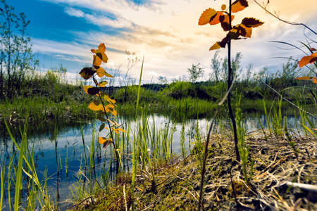 Proto on the edge of the forest overgrown with small shrubs and dense grass against a blue cloudy...