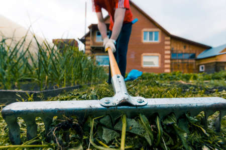 A man is weeding a vegetable garden off the grass with a rake in white gloves close-upの写真素材