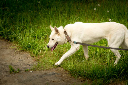 Portrait of a white dog Laika on a walk