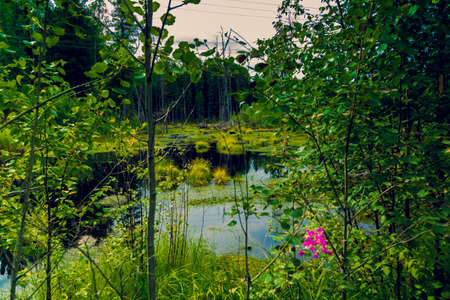 Forest swamp overgrown with moss grass, rotten cornwall and dense vegetation