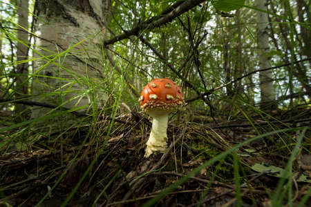 Lonely growing mushroom in dense grass against the background of fallen leaves of last year and dry...