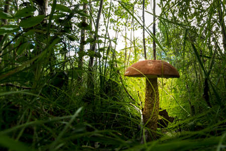 Lonely growing mushroom in dense grass against the background of fallen leaves of last year and dry...
