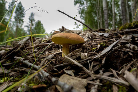 Lonely growing mushroom in last year's fallen leaves and dry branches on the edge of the forest