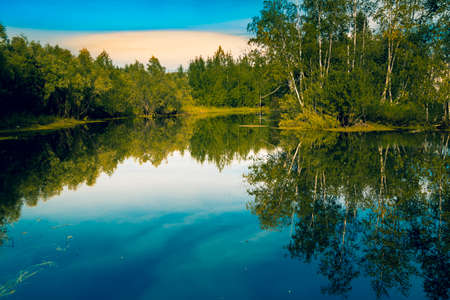 A forest river with banks of overgrown small forest of hardwood in early August