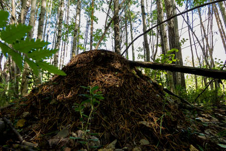 Close-up of a large anthill in the background of trees in a forest