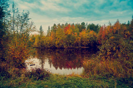 Forest Lake overgrown with grass by bushes and deciduous forest in autumn colors