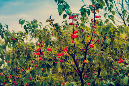 Fruits of bright red plums on a branch with yellow green leavesの写真素材
