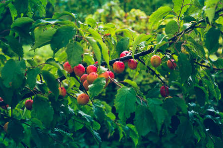Fruits of bright red plums on a branch with yellow green leavesの写真素材