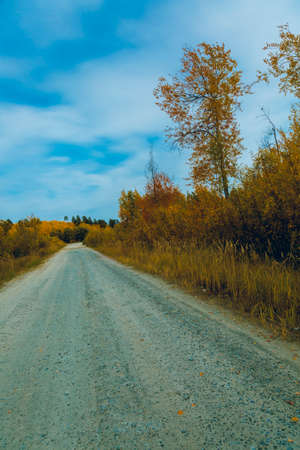 A dirt road passes along a deciduous forest against a blue skyの写真素材