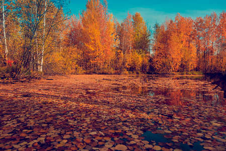 Fallen from the trees of foliage yellow and red on the watery surface of the forest lake