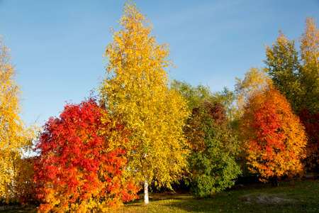 Trees with a red and yellow foliage close-up against a blue skyの写真素材