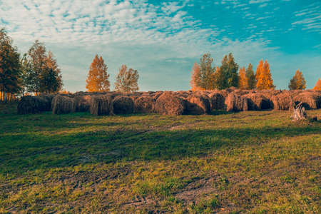Round bales of hay on a scooped meadow against a blue sky and trees with yellowed foliage