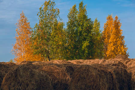 Round bales of hay on a scooped meadow against a blue sky and trees with yellowed foliageの写真素材