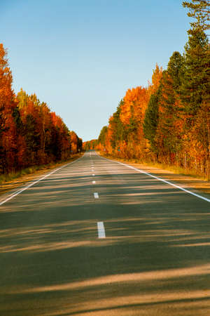 The mixed coniferous and deciduous autumn forest grows along the asphalt road with an intermittent...