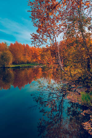 The forest lake overgrown with grass, small deciduous forest and shrubs in yellow-red autumn colors