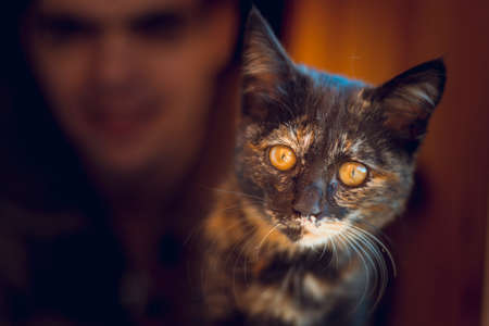 Close-up of a kitten in the hands of a man with a blurred backgroundの写真素材