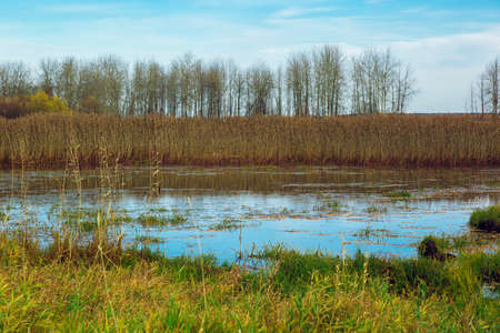 The marsh coast of which is overgrown with high trasnik and rare deciduous forest