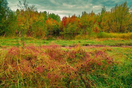 Morning dew fell on the grass against the backdrop of autumnal deciduous forestの写真素材