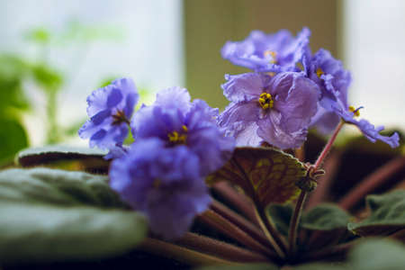 A violet flower with blue petals and yellow stamens against the windowの写真素材