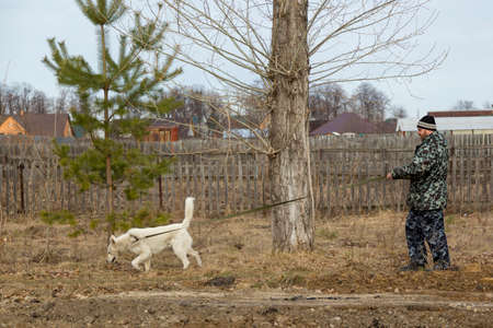 A man walks a white husky on a long leash