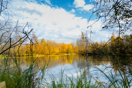 The forest lake overgrown with grass, small deciduous forest and shrubs in yellow-red autumn colors