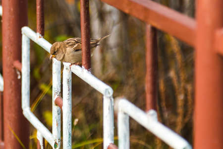 Gray bird sparrow sits on a painted metal fenceの写真素材