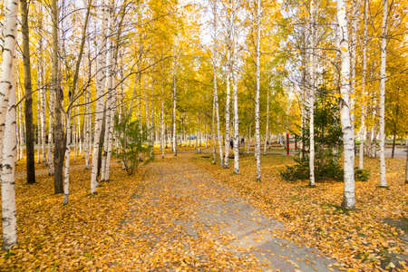 White trunks of birches on a background of yellow autumn foliageの写真素材