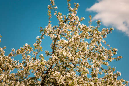 Snow white apple blossom close-up and blurred background on brick wall background