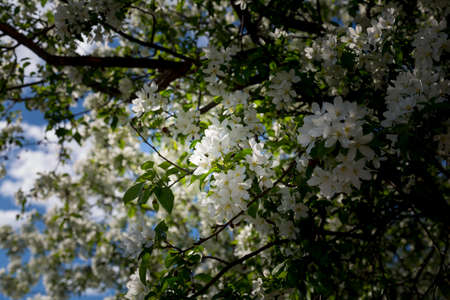 A dense apple bush blooms in early spring in early May against a blue sky
