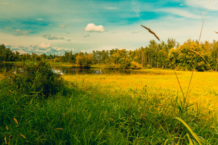Small lake overgrown with shrubs and grassの写真素材